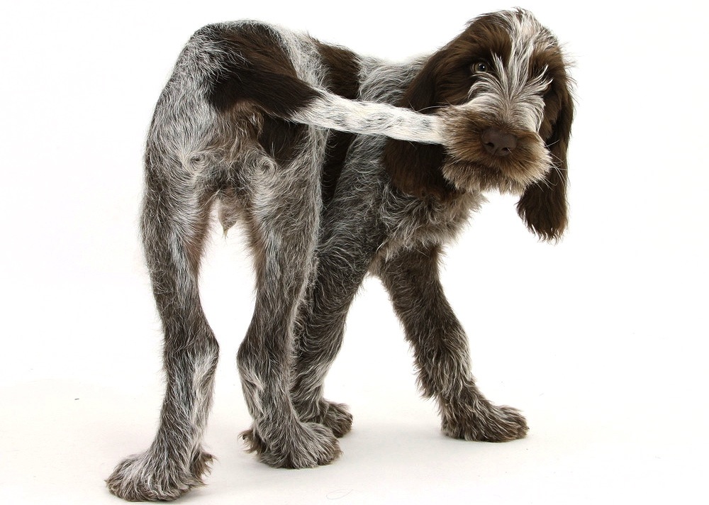 Dog Chewing Tail